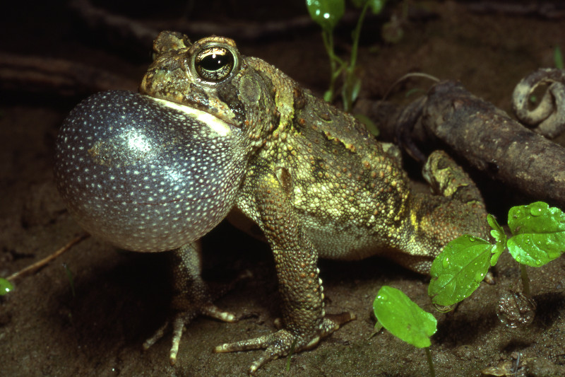 Fowler's toad (Anaxyrus woodhousii). Credit: Jack Ray